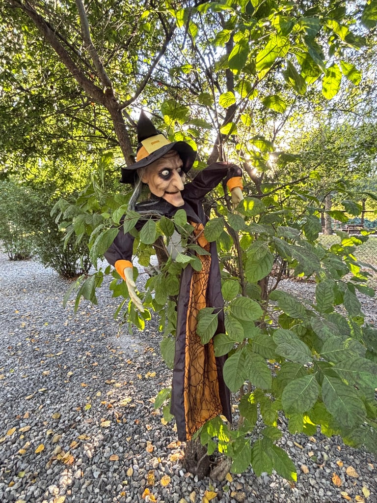 Witch scarecrow decoration wearing black hat and clothing, perched in a tree with green foliage and fall decorations